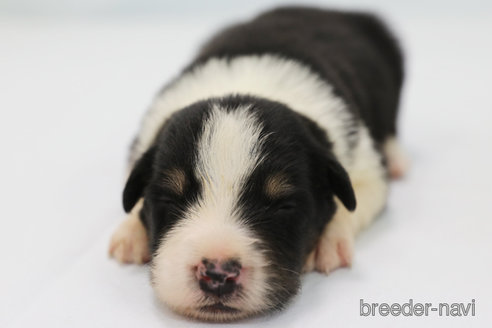 成約済の神奈川県のボーダーコリー-342036の3枚目